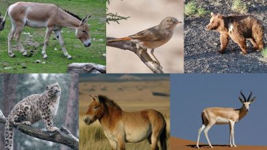 animals of the gobi desert